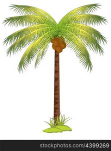 Palm with coco. The Tropical tree palm with fruit coco.Vector illustration