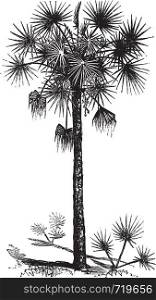 Palmetto or Cabbage Palm or Cabbage Palmetto or Palmetto Palm or Sabal Palm or Sabal palmetto, vintage engraving. Old engraved illustration of a Palmetto tree.
