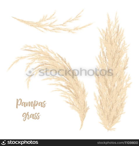 Pampas grass golden. Vector illustration. panicle Cortaderia selloana South America. Floral ornamental grass. feathery flower head plumes, used in flower arrangements, ornamental displays, decoration. Pampas grass golden. Vector illustration. panicle Cortaderia selloana South America