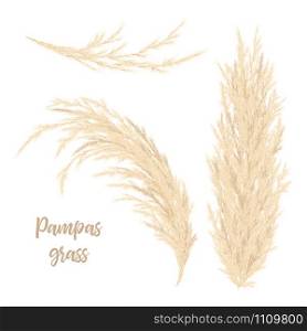 Pampas grass golden. Vector illustration. panicle Cortaderia selloana South America. Floral ornamental grass. feathery flower head plumes, used in flower arrangements, ornamental displays, decoration. Pampas grass golden. Vector illustration. panicle Cortaderia selloana South America