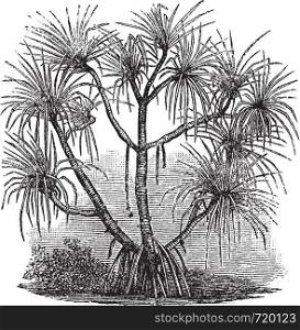 Pandanus candelabrum, vintage engraving. Old engraved illustration of Pandanus candelabrum tree.