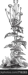 Papaver somniferum, vintage engraved illustration. Industrial encyclopedia E.-O. Lami - 1875.