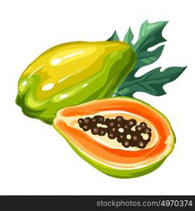 Papaya isolated on white background. Illustration of tropical plant. Papaya isolated on white background. Illustration of tropical plant.