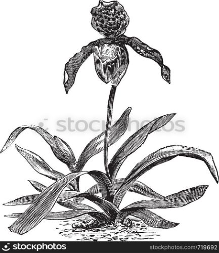Paphiopedilum Orchid or Paphiopedilum exul, vintage engraving. Old engraved illustration of a Paphiopedilum Orchid showing flower.