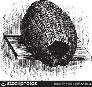 Parakeet Nest made of Coconut Husk and Shell, vintage engraved illustration. Trousset encyclopedia (1886 - 1891).