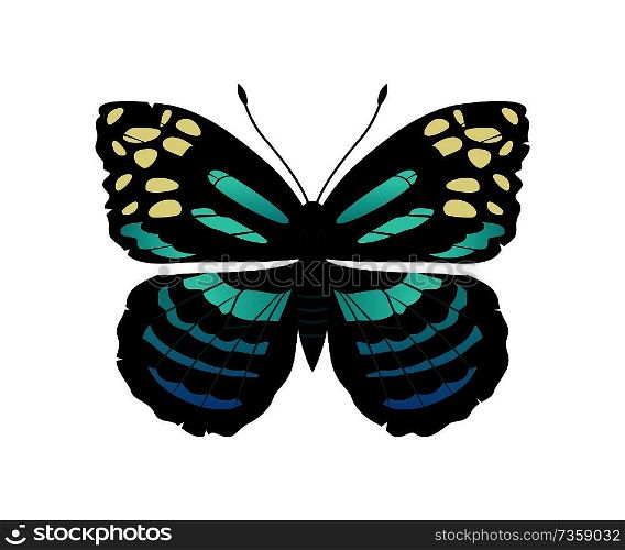 Parantica melaneus butterfly called chocolate tiger, morpho insect with lines and ornaments, vector illustration isolated on white background. Parantica Melaneus Butterfly Vector Illustration