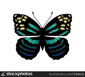 Parantica melaneus butterfly called chocolate tiger, morpho insect with lines and ornaments, vector illustration isolated on white background. Parantica Melaneus Butterfly Vector Illustration