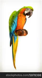Parrot macaw, vector illustration