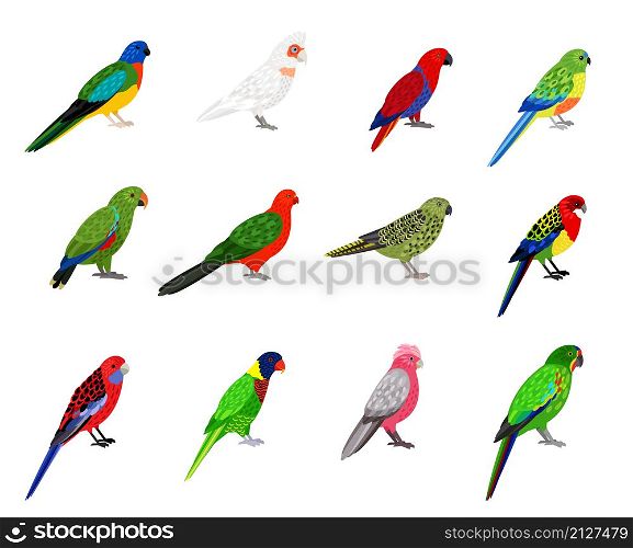 Parrots set. Cartoon birds with colourful feathers, tropical characters of zoo with beak and feathers, vector illustration of colored parakeets isolated on white background. Cartoon parrots set