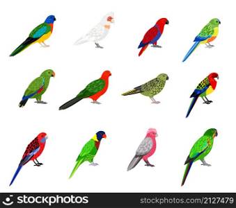 Parrots set. Cartoon birds with colourful feathers, tropical characters of zoo with beak and feathers, vector illustration of colored parakeets isolated on white background. Cartoon parrots set