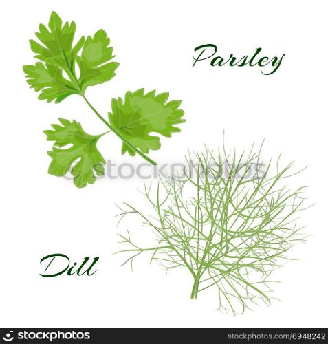Parsley and dill. fresh cooking herbs.. Parsley and dill. fresh cooking herbs. Vector illustration