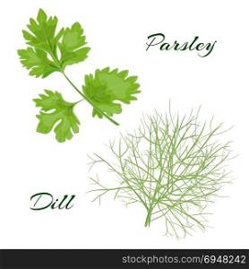Parsley and dill. fresh cooking herbs.. Parsley and dill. fresh cooking herbs. Vector illustration
