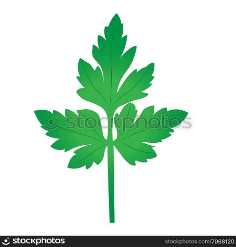 Parsley leaf herbal icon vector illustration on the white background