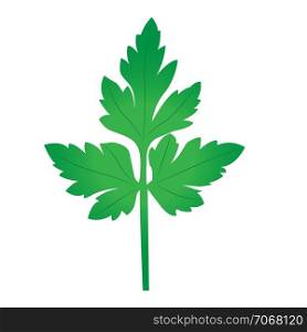 Parsley leaf herbal icon vector illustration on the white background