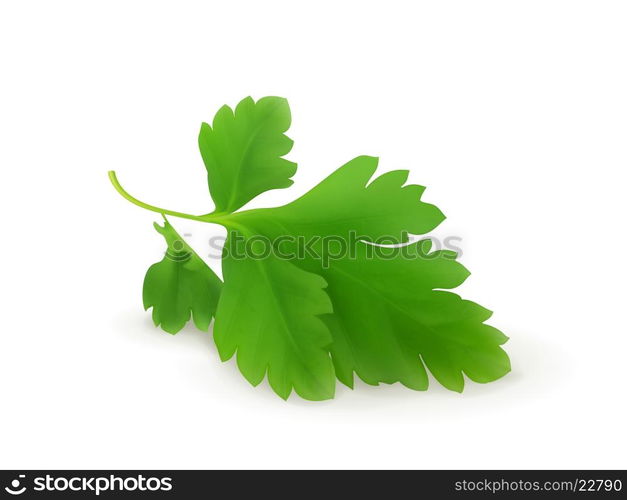 Parsley, vector