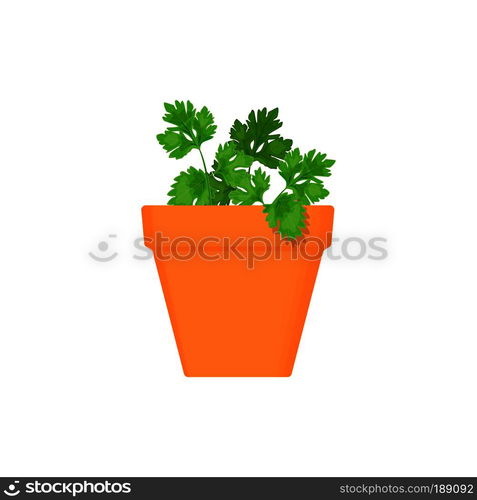 parsley vector culinary herb in terracotta pot. Green growing. Gardening. For advertising, poster, banner web. parsley vector culinary herb in terracotta pot.