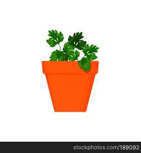 parsley vector culinary herb in terracotta pot. Green growing. Gardening. For advertising, poster, banner web. parsley vector culinary herb in terracotta pot.