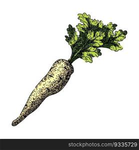 parsnip root natural hand drawn. fresh raw, food vegetable, plant vegetarian, parsley nature, pastinaca ingredient parsnip root natural vector sketch. isolated color illustration. parsnip root natural sketch hand drawn vector