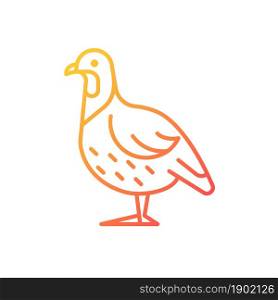 Partridge gradient linear vector icon. Small domestic fowl. Commercial poultry raising for food. Livestock husbandry. Thin line color symbol. Modern style pictogram. Vector isolated outline drawing. Partridge gradient linear vector icon