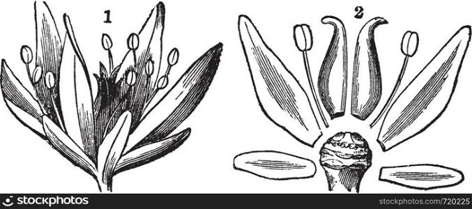 Parts of a Flower, showing floral axis, petals, sepals, filament, and style, vintage engraved illustration. Trousset encyclopedia (1886 - 1891).