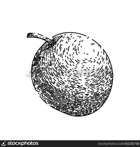 passion fruit ripe hand drawn. maracuya half, juice tropical, passiflora cut, fresh exotic, food seed passion fruit ripe vector sketch. isolated black illustration. passion fruit ripe sketch hand drawn vector
