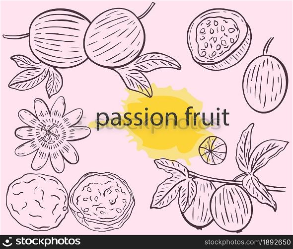 Passion fruit sketch set, vector illustration. Vintage engraving exotic tropical fruits. Pasiflora freehand outline.. Passion fruit sketch set, vector illustration.