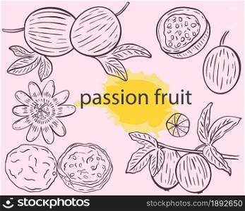 Passion fruit sketch set, vector illustration. Vintage engraving exotic tropical fruits. Pasiflora freehand outline.. Passion fruit sketch set, vector illustration.