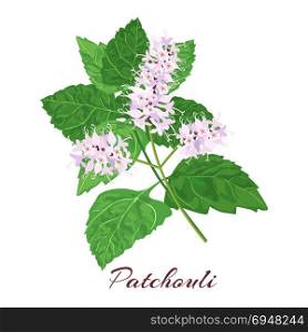 Patchouli known as Pogostemon cablini.. Patchouli known as Pogostemon cablini. Vector illustration on white background.
