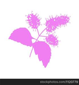 Patchouli: patchouli branch with leaves and flowers. Cosmetics and medical plant. Vector hand drawn illustration. icon isolated on white background flat. Patchouli: patchouli branch with leaves and flowers. Cosmetics and medical plant. icon isolated on white background flat