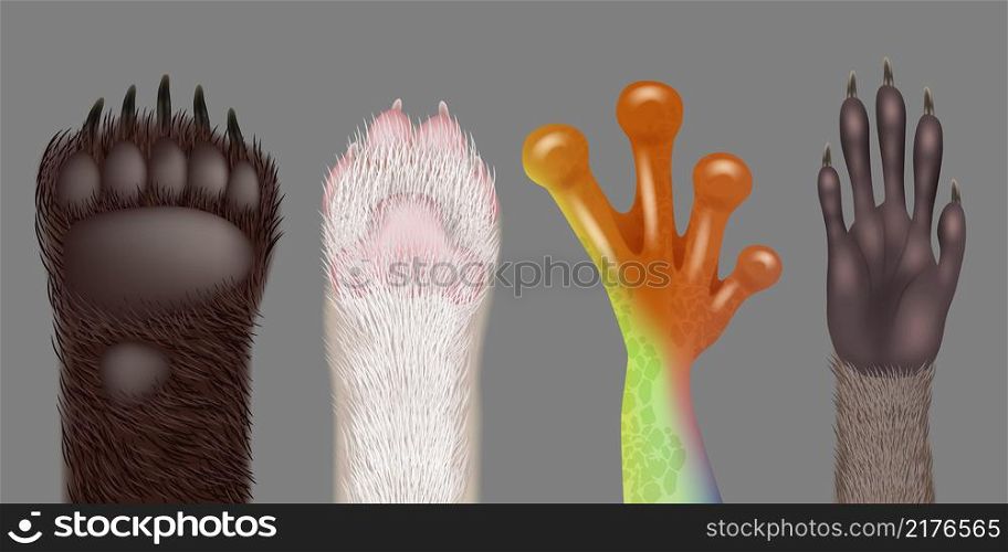 Paw realistic. Wild animals paws cat dog bear frog racoon decent vector pictures collection. Illustration realistic cat and fox, kitten and amphibia paws. Paw realistic. Wild animals paws cat dog bear frog racoon decent vector pictures collection