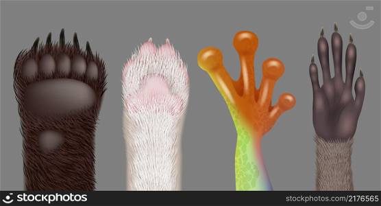 Paw realistic. Wild animals paws cat dog bear frog racoon decent vector pictures collection. Illustration realistic cat and fox, kitten and amphibia paws. Paw realistic. Wild animals paws cat dog bear frog racoon decent vector pictures collection