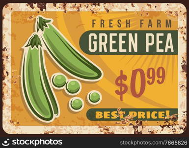 Pea green metal plate rusty, vegetable beans poster retro, vector vintage farm market food price menu. Green pea veggies, agriculture green organic product, natural bio vegetarian harvest, metal plate. Pea green metal plate rust, vegetable beans poster