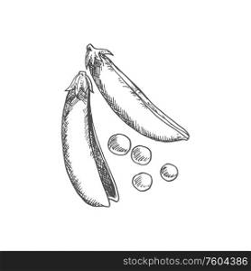 Pea pod isolated monochrome sketch. Vector split peas vegetable, organic food. Pea pod isolated legume split vegetable