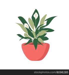 Peace lily houseplant in the pot. Flat vector illustration isolated on white. Decorative element for flower shop concept, postcard interior, room, garden hobby. Spathiphyllum.