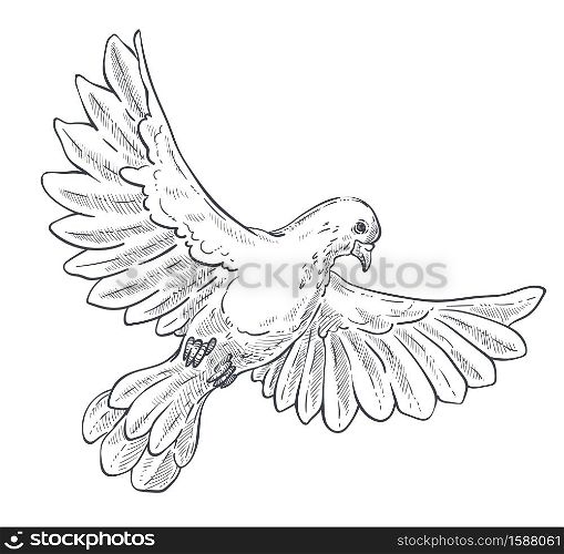 Peace mascot, dove or pigeon isolated animal sketch vector. Flying bird with spread wings drawing, free flight, purity symbol, creature with beak and claws. Clear plumage, biology species, fauna. Dove or pigeon isolated sketch, bird in flight with spread wings