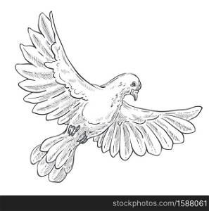Peace mascot, dove or pigeon isolated animal sketch vector. Flying bird with spread wings drawing, free flight, purity symbol, creature with beak and claws. Clear plumage, biology species, fauna. Dove or pigeon isolated sketch, bird in flight with spread wings