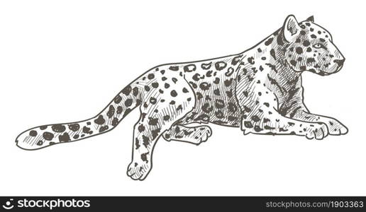 Peaceful carnivore animal laying and resting, isolated predator, wilderness and nature. Resting leopard with spotted fur. Tiger or puma, safari or savannah. Monochrome sketch outline. Vector in flat. Leopard animal laying, calm cheetah with tail