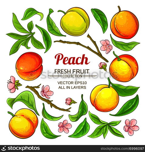 peach elements vector set on white background. peach elements vector set