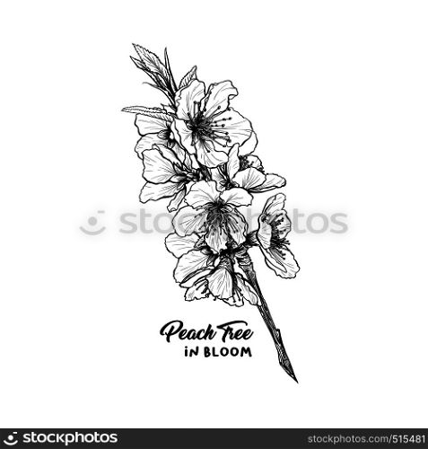 Peach flowers hand drawn vector illustration. Blossom, spring, blooming ink pen sketch. Black and white clipart. Realistic branch freehand drawing. Isolated monochrome floral design element. Peach flowers hand drawn illustration sketch