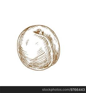 Peach fruit sketch. Vector isolated whole natural peach fruit. Peach fruit isolated sketch