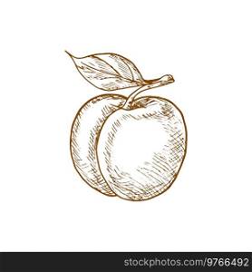 Peach fruit sketch. Vector isolated whole natural peach fruit. Peach fruit isolated sketch