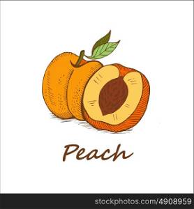 Peach, hand-drawn. Vector illustration.