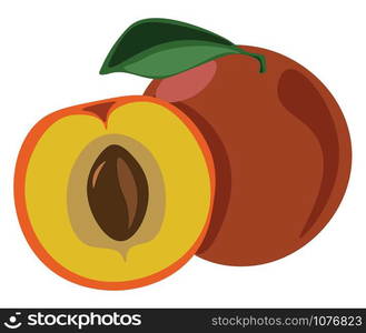 Peach, illustration, vector on white background.