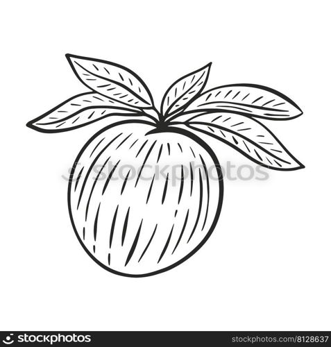 Peach on branch with foliage hand drawn engraving vector. Black sketch nectarine on white background. Fruit vintage line art isolated object. Peach on branch with foliage hand drawn engraving vector