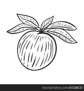 Peach on branch with foliage hand drawn engraving vector. Black sketch nectarine on white background. Fruit vintage line art isolated object. Peach on branch with foliage hand drawn engraving vector