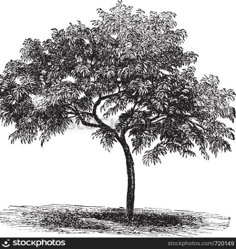 Peach or Prunus persica, vintage engraved illustration. Trousset encyclopedia (1886 - 1891).