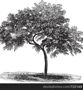 Peach or Prunus persica, vintage engraved illustration. Trousset encyclopedia (1886 - 1891).
