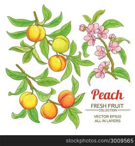 peach vector set. peach branches vector set on white background