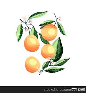 Peaches and apricots on tree branches. Isolated tropical summer fruit, on white, abstract colorful hand drawn illustration. 
