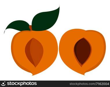 Peaches, illustration, vector on white background.